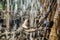 A Group of Black Ebony Langurs Grooming Each Other Atop a Maze of Branches in an Asian Jungle Environment while it is Raining