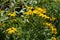 Group Of Black Eyed Susans