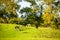 Group of Black fallow deer in Levens Park Cumbria UK