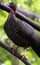Group of Black fronted piping guan wild Costa Rica turkey like bird