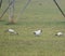 Group of black headed ibis bird on the grass field