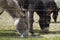 Group of black and Mediterranean donkeys grazing their pasture