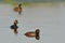 Group of Black Necked Grebes on Water