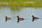 Group of Black Necked Grebes on Water