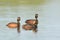 Group of Black Necked Grebes on Water