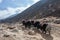 Group of black nepali yaks carrying their heavy.