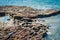 A group of black oystercatchers probe for limpets in a tide pool near Auckland suburb of St Heliers