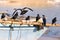 Group of black raven birds perched on a wooden ship in the beach in Galle, Sri Lanka