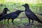 Group of black raven crow bird on green grass field