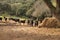 Group of black and red bull calves in the middle of the field grazing next to a watering place. Concept livestock, bravery,