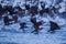 Group of black seabirds flying near the surface of the water