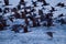 Group of black seabirds flying near the surface of the water