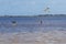 Group of black skimmers