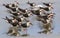 A group of black skimmers (Rynchops niger) resting in shallow water