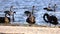 A group of black swans on the shoreline