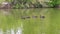 Group of black swans swimming in lake.