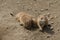 Group of Black-tailed Prairie Marmot - Cynomys ludovicianus