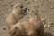 Group of Black-tailed Prairie Marmot - Cynomys ludovicianus