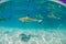 A group of black tip reef sharks in Moorea Tahiti French Polynesia