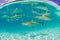 A group of black tip reef sharks in Moorea Tahiti French Polynesia