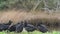 Group of black vultures asserting dominance near a dead fish