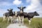 Group of black and white cows, friesian holstein, standing on a path in a pasture under a blue sky and a faraway straight horizon