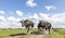 Group of black and white cows walking towards the front on a path to be milked, in a pasture under a blue sky and a faraway