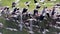 Group of Black Winged Stilts flying over water