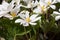 Group of Bloodroot Blooms