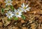 A Group of a Bloodroot Flowers on the Forest Floor