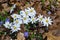 A Group of Bloodroot and Periwinkle Wildflowers