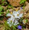 A Group of Bloodroot and Periwinkle Wildflowers