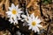 Group Bloodroot Wildflower â€“ Sanguninaria Canadensis