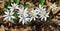 A Group of Bloodroot  Wildflowers