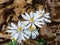 A Group of Bloodroot  Wildflowers