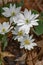 Group of Bloodroot Wildflowers