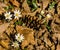 Group of Bloodroot Wildflowers and a Pine Cone