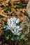 A group of Bloodroot Wildflowers, Sanguinaria canadensis