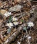 Group of Bloodroot Wildflowers, Sanguinaria canadensis