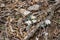 Group of Bloodroot Wildflowers, Sanguinaria canadensis