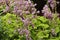 A group of blooming August Moon Hostas with purple flowers