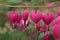 A group of blooming bleeding hearts