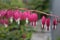 A group of blooming bleeding hearts