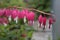 A group of blooming bleeding hearts