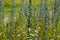 Group of blooming blueweed flowers