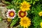 A group of blooming colorful gazania flowers on the ground in the garden