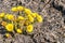 Group of Blooming Coltsfoot Flowers on Dark Rocky Ground