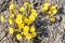 Group of Blooming Coltsfoot Flowers on Dark Rocky Ground