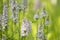 Group of blooming heath spotted-orchid flowers