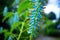 a group of blooming jade vine flowers with a blurred background